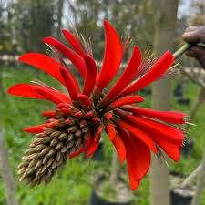 Indian Coral Tree